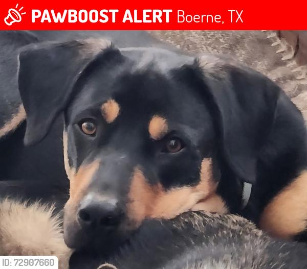 Lost Male Dog last seen Upper Cibolo Creek Road, Boerne, TX 78006