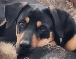 Lost Male Dog last seen Upper Cibolo Creek Road, Boerne, TX 78006
