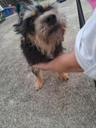 Reunited Male Dog last seen Louetta , Cypress, TX 77429