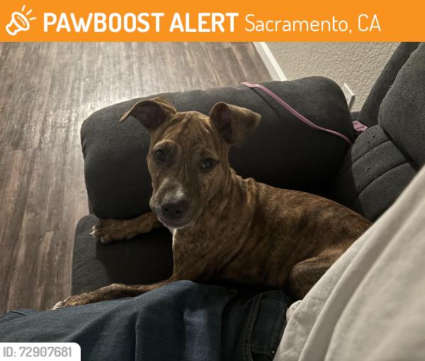 Found/Stray Female Dog last seen In apmts complex , Sacramento, CA 95833