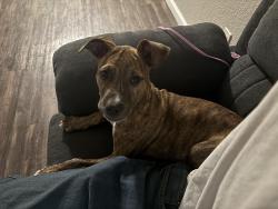 Found/Stray Female Dog last seen In apmts complex , Sacramento, CA 95833