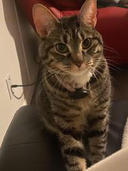 Lost Female Cat last seen Northern lights st and polar bend , San Antonio, TX 78238