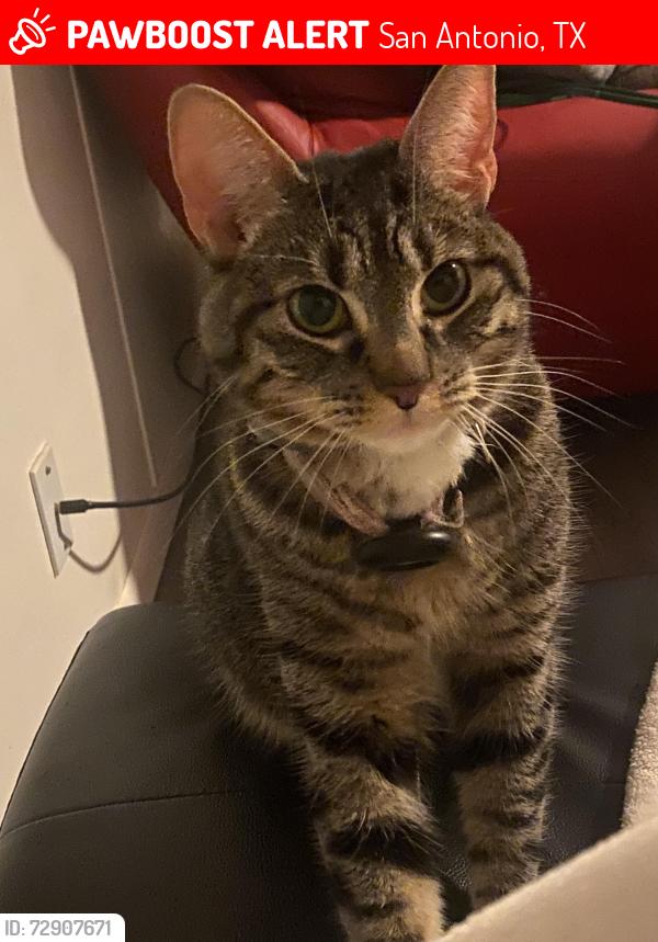 Lost Female Cat last seen Northern lights st and polar bend , San Antonio, TX 78238