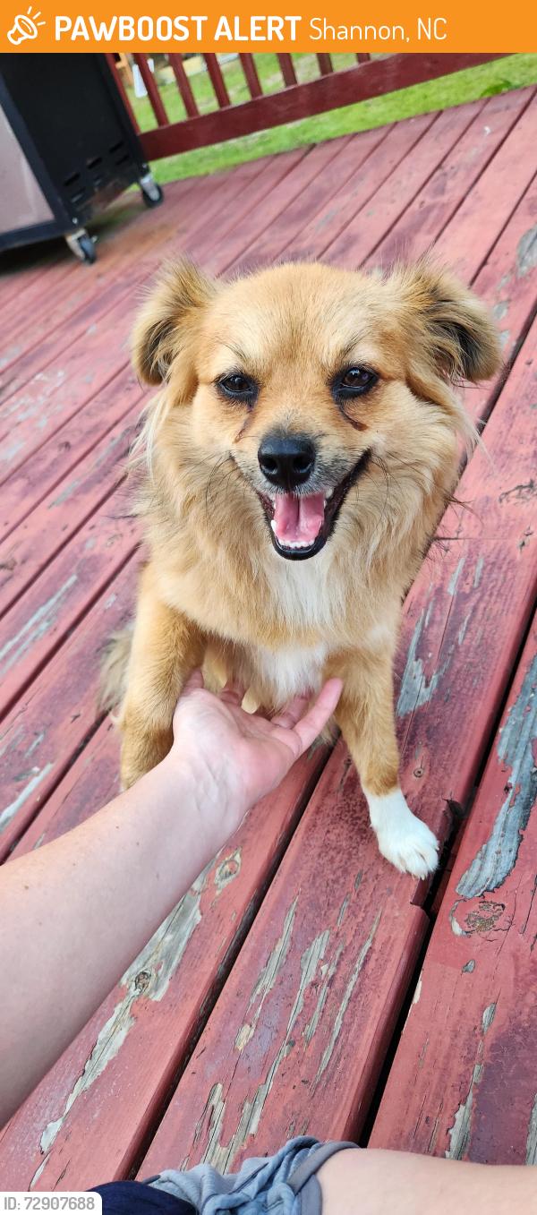 Found/Stray Female Dog last seen John Rd, Shannon, NC 28386