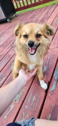 Found/Stray Female Dog last seen John Rd, Shannon, NC 28386
