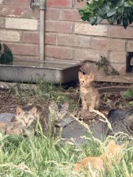 Found/Stray Unknown Cat last seen Near sumac Ave , Stockton, CA 95207