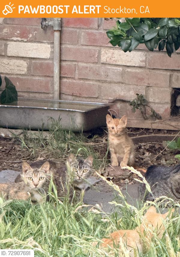 Found/Stray Unknown Cat last seen Near sumac Ave , Stockton, CA 95207