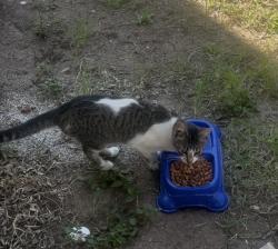 Lost Female Cat last seen Timberhill, San Antonio, TX 78238