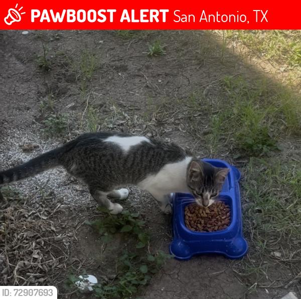 Lost Female Cat last seen Timberhill, San Antonio, TX 78238