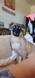Reunited Female Dog last seen Louetta , Cypress, TX 77429
