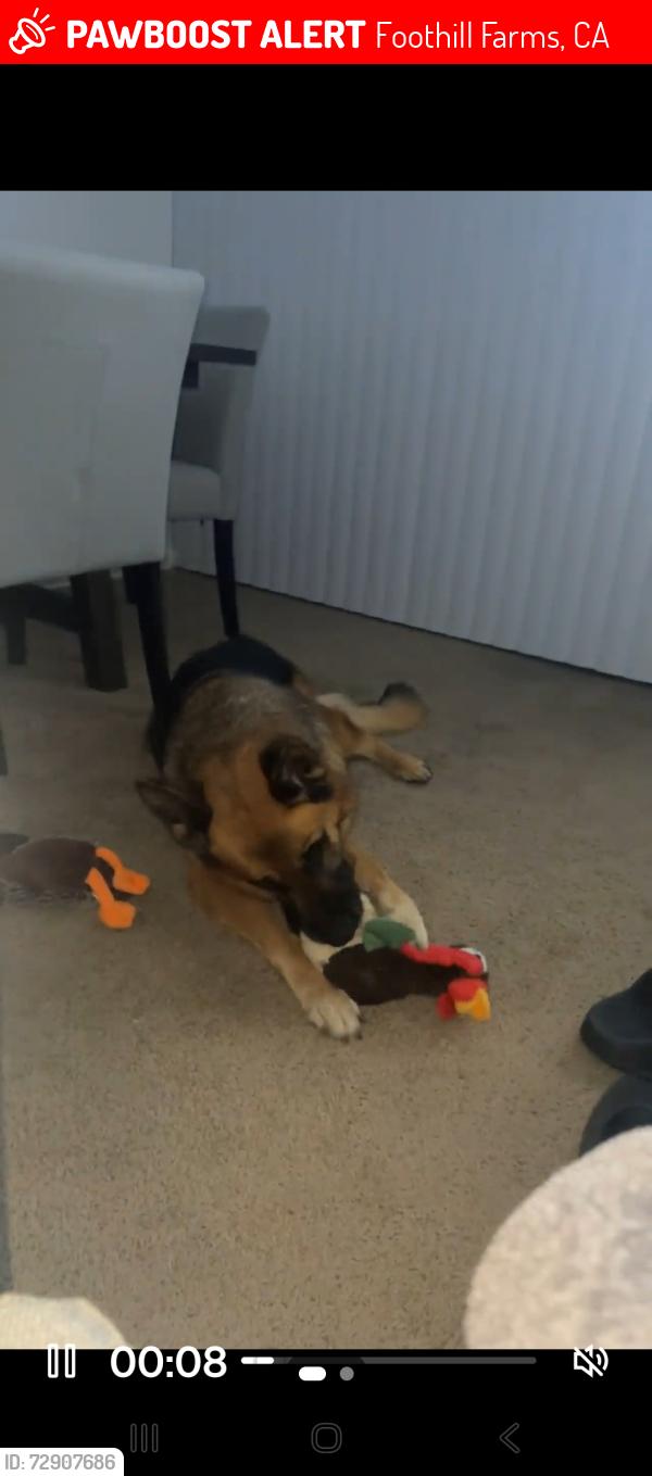 Lost Female Dog last seen McCloud Dr and Hillsdale Blvd near Foothill High School, Foothill Farms, CA 95842