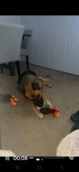 Lost Female Dog last seen McCloud Dr and Hillsdale Blvd near Foothill High School, Foothill Farms, CA 95842
