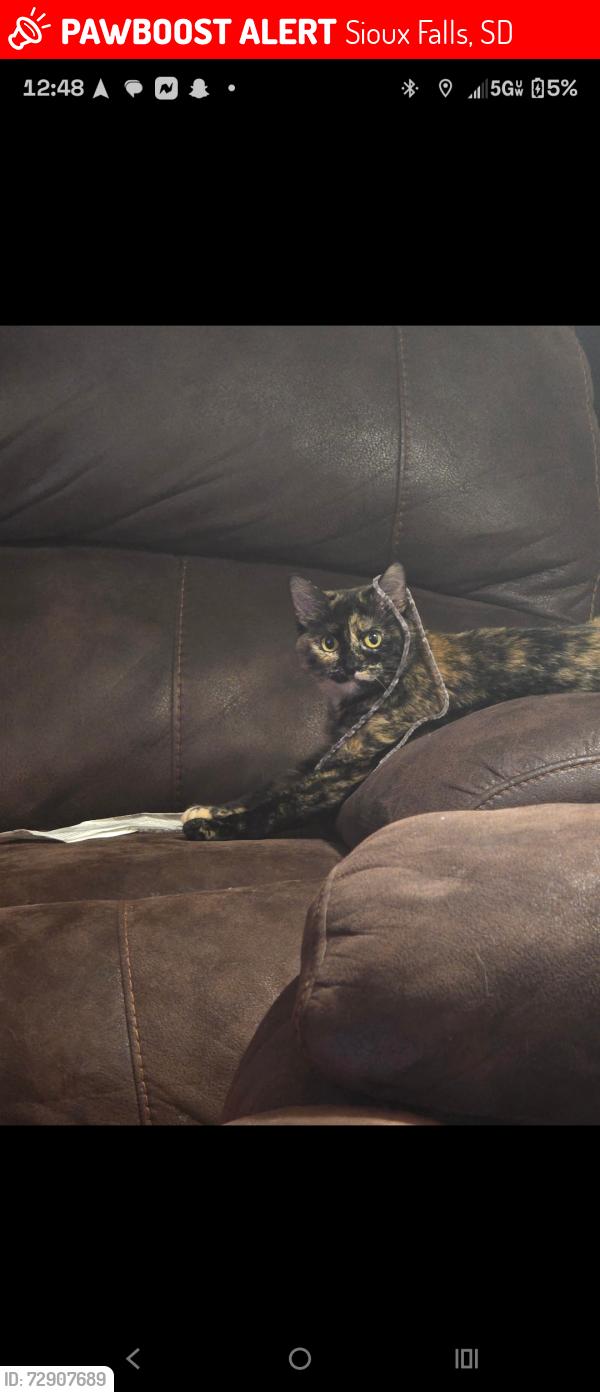 Lost Female Cat last seen Meadowland apmt , Sioux Falls, SD 57106