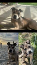 Lost Female Dog last seen In Home Backyard, Temecula, CA 92591