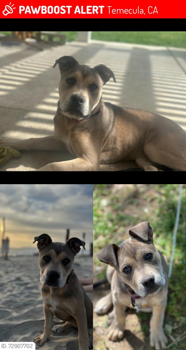 Lost Female Dog last seen In Home Backyard, Temecula, CA 92591