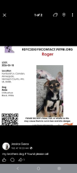 Lost Male Dog last seen Near and Colfax ave north, Minneapolis, MN 55430