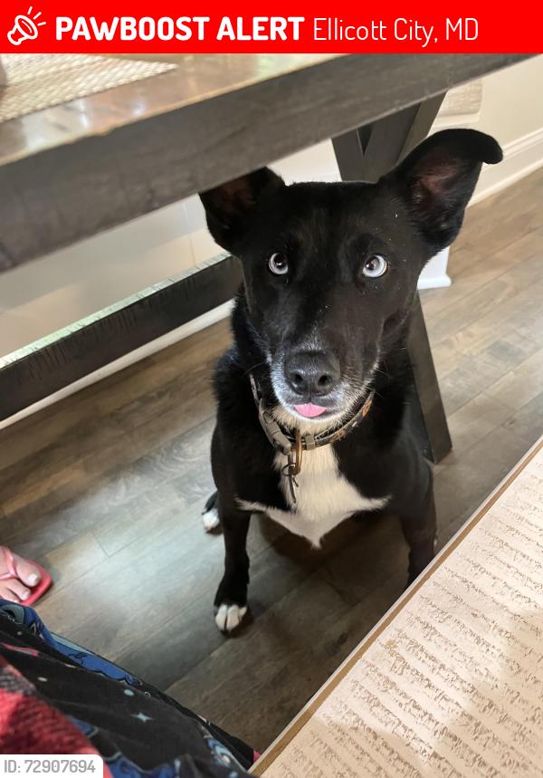 Lost Male Dog last seen Centennial Lane, Ellicott City, MD 21042