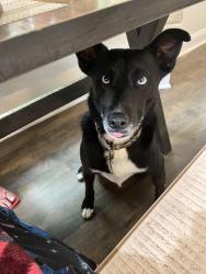 Lost Male Dog last seen Centennial Lane, Ellicott City, MD 21042