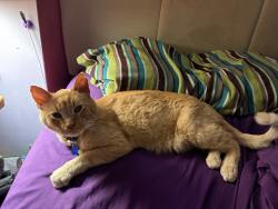 Lost Male Cat last seen 14th and Peach, Lincoln, NE 68502