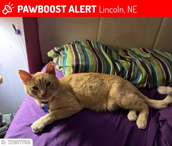 Lost Male Cat last seen 14th and Peach, Lincoln, NE 68502