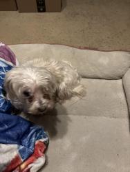 Found/Stray Female Dog last seen McCart and Roddy, Fort Worth, TX 76123