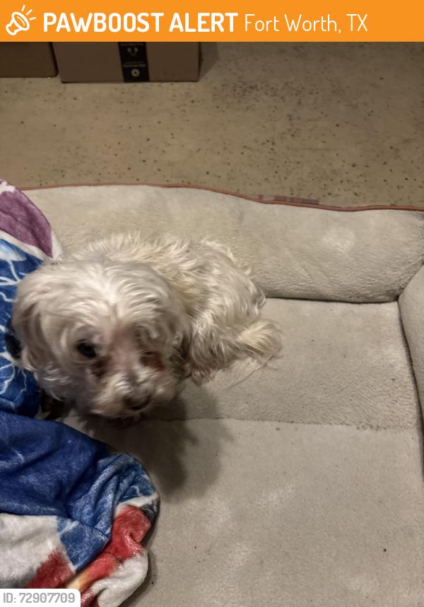 Found/Stray Female Dog last seen McCart and Roddy, Fort Worth, TX 76123