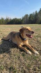 Reunited Female Dog last seen Evans Creek Rd Brodnax, Brodnax, VA 23920