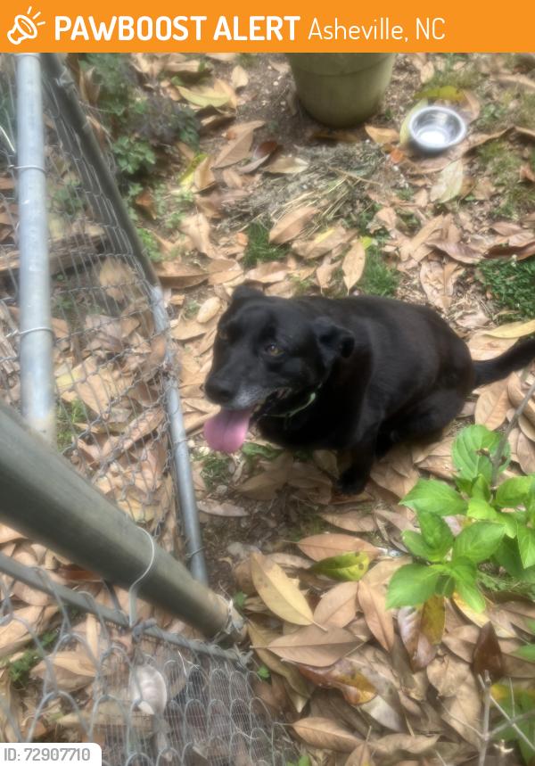 Found/Stray Female Dog last seen Nature center , Asheville, NC 28805