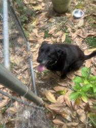 Found/Stray Female Dog last seen Nature center , Asheville, NC 28805