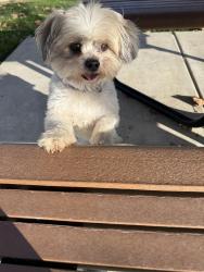 Reunited Male Dog last seen Moraga st , Mountain House, CA 95391