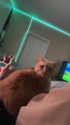Reunited Male Cat last seen Last seen near the cemetery in Rudolph ohio , Rudolph, OH 43462