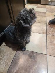 Found/Stray Female Dog last seen Old Farm and Olive, Kern County, CA 93312