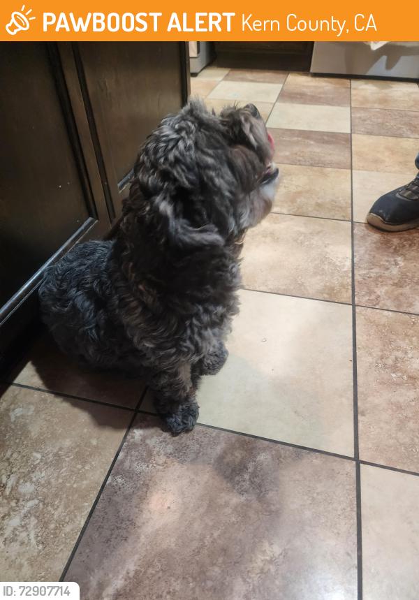 Found/Stray Female Dog last seen Old Farm and Olive, Kern County, CA 93312