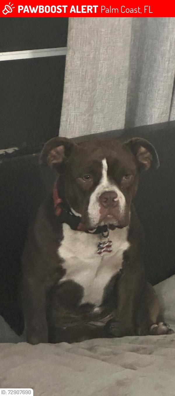 Lost Female Dog last seen Near Luther Dr Palm Coast Fl., Palm Coast, FL 32137