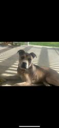 Reunited Female Dog last seen Meadowview, Temecula, CA 92591