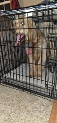 Reunited Male Dog last seen Circle Dr & Oak Orchard Rd, Millsboro, DE 19966