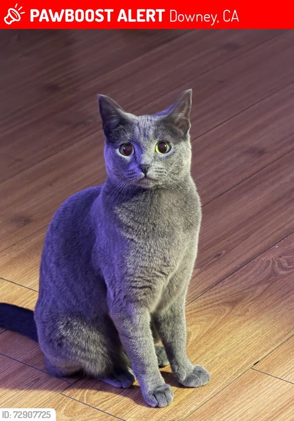 Lost Female Cat last seen Downey Landing, Downey, CA 90241