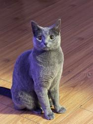 Lost Female Cat last seen Downey Landing, Downey, CA 90241