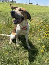 Reunited Male Dog last seen 41st and 129th, Tulsa, OK 74134
