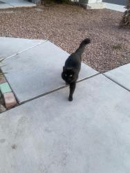 Found/Stray Unknown Cat last seen leaning pine way and Old Mission, Las Vegas, NV 89128