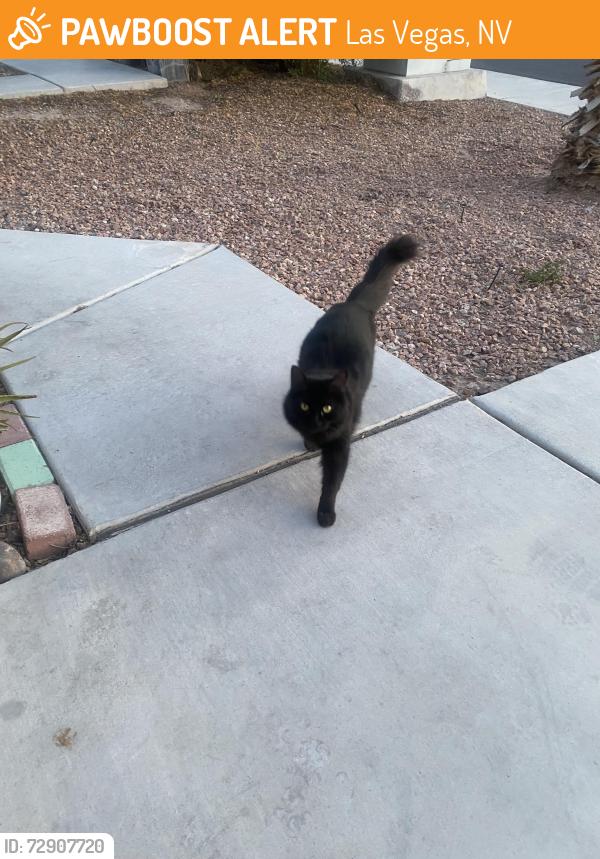 Found/Stray Unknown Cat last seen leaning pine way and Old Mission, Las Vegas, NV 89128