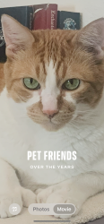 Reunited Male Cat last seen Near Broken Bell Ln, Henderson, NV 89002