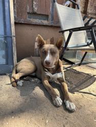 Found/Stray Male Dog last seen Reche canyon rd, Colton, CA 92324