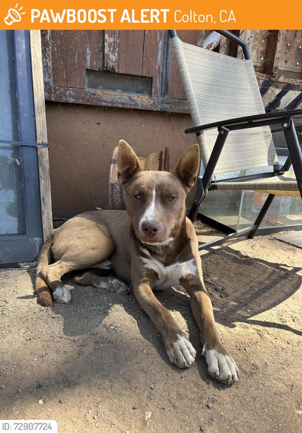 Found/Stray Male Dog last seen Reche canyon rd, Colton, CA 92324
