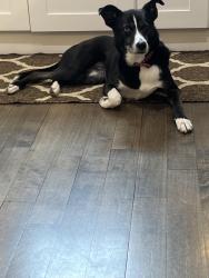 Lost Female Dog last seen Centennial Lane, Ellicott City, MD 21042