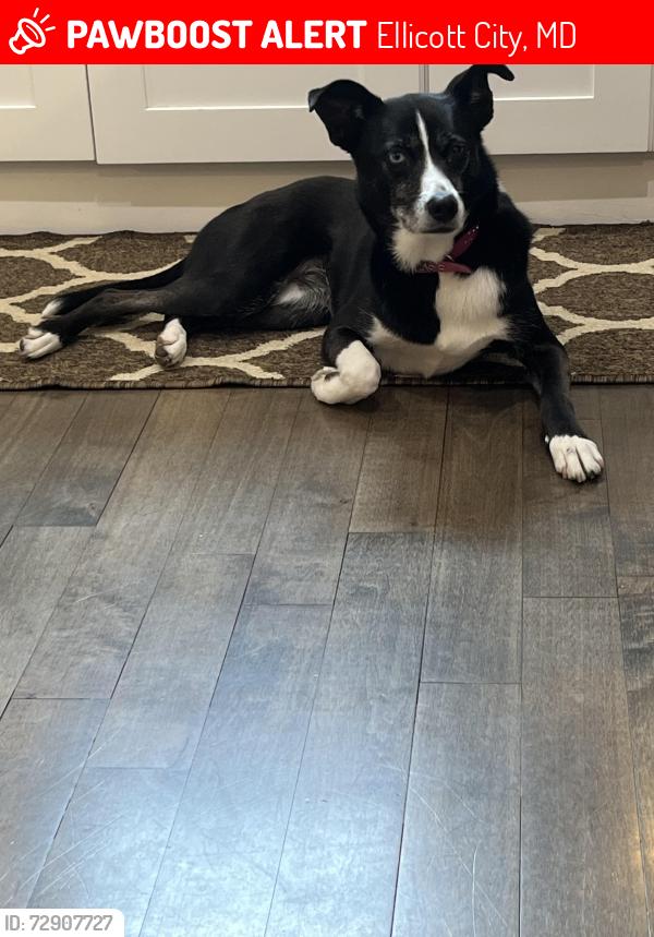 Lost Female Dog last seen Centennial Lane, Ellicott City, MD 21042