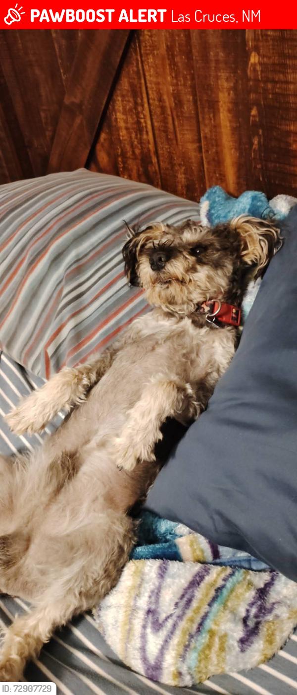 Lost Male Dog last seen Vista Real Mobile Home Park by the KOA, Las Cruces, NM 88007