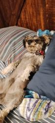 Lost Male Dog last seen Vista Real Mobile Home Park by the KOA, Las Cruces, NM 88007