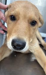 Shelter Stray Male Dog last seen , Los Angeles, CA 90047