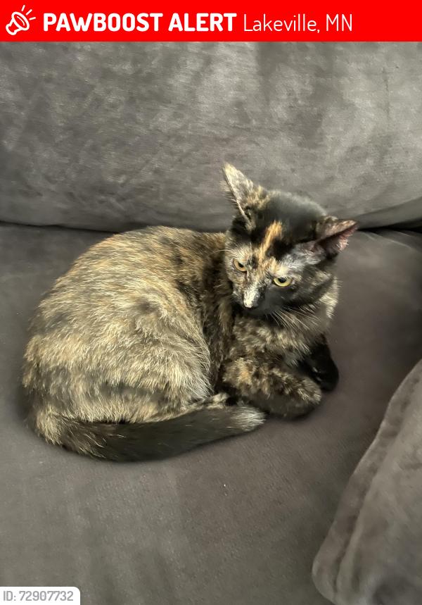 Lost Female Cat last seen Jacquard and 207th St, Lakeville, MN 55044